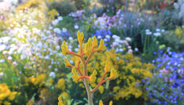 Australian wildflowers with a golden kangaroo paw featured at the front
