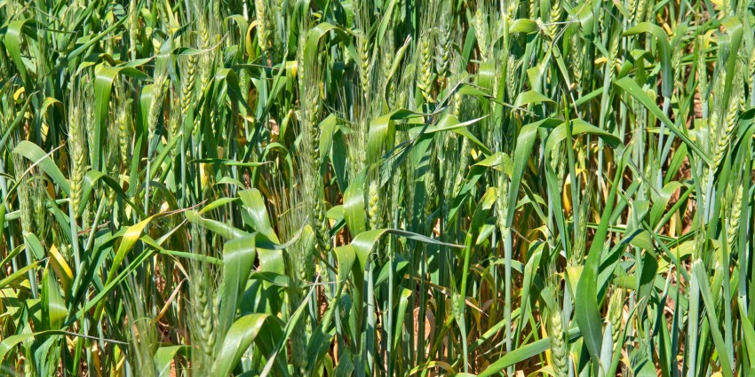Green wheat crop