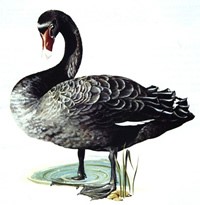 Black swan in colour