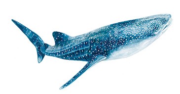 high res whale shark in colour
