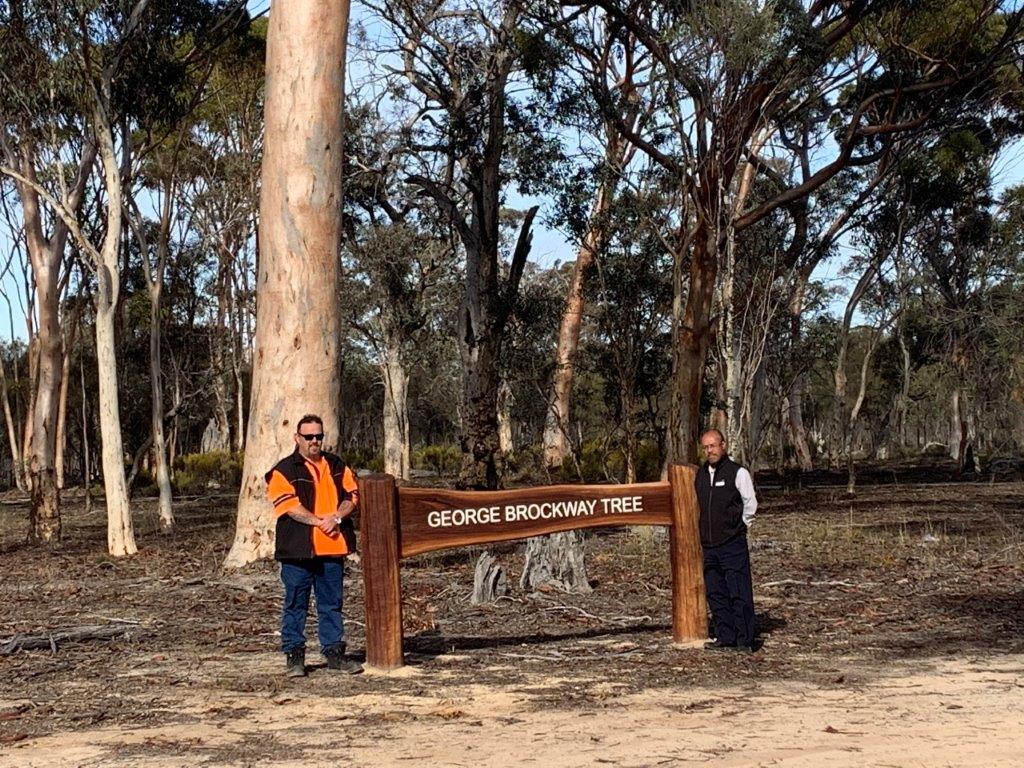 The George Brockway tree