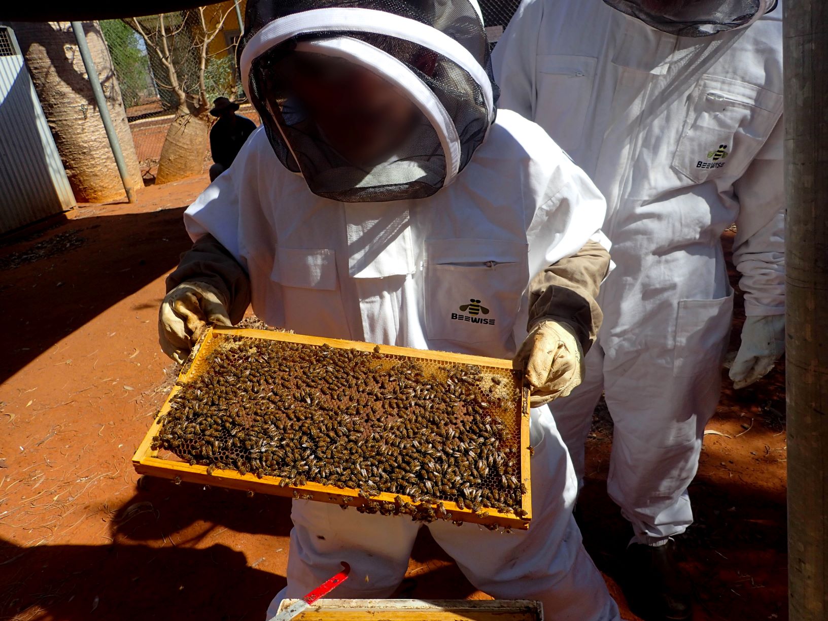 A man stands in a white bee keeping suit looking at a swarm of bees