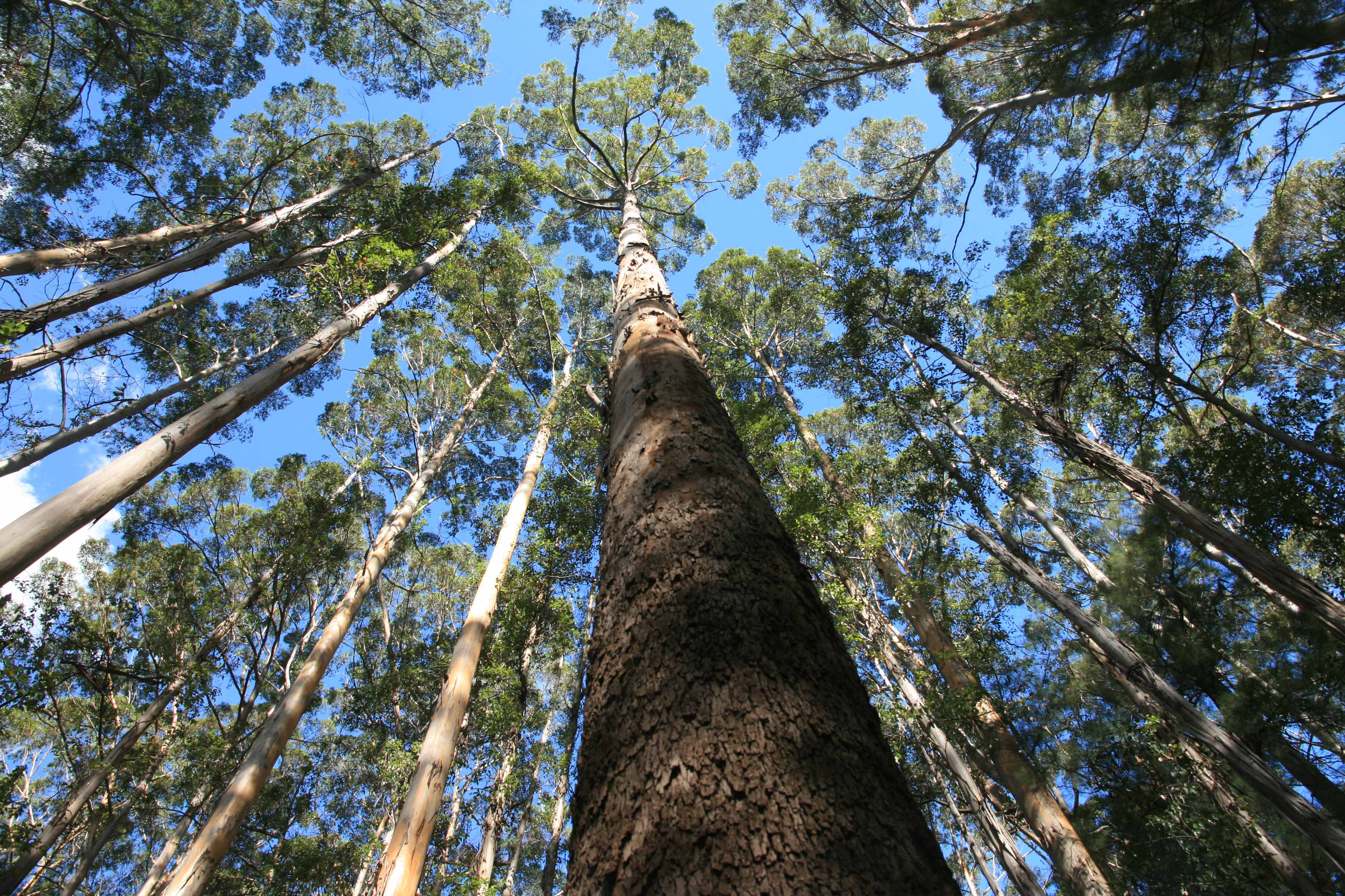 Image of karri re-growth forest