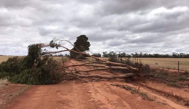 DPIRD image of a tree on the road following Tropical Cyclone Seroja