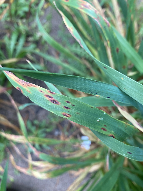 Image of Hay Septoria avenue disease