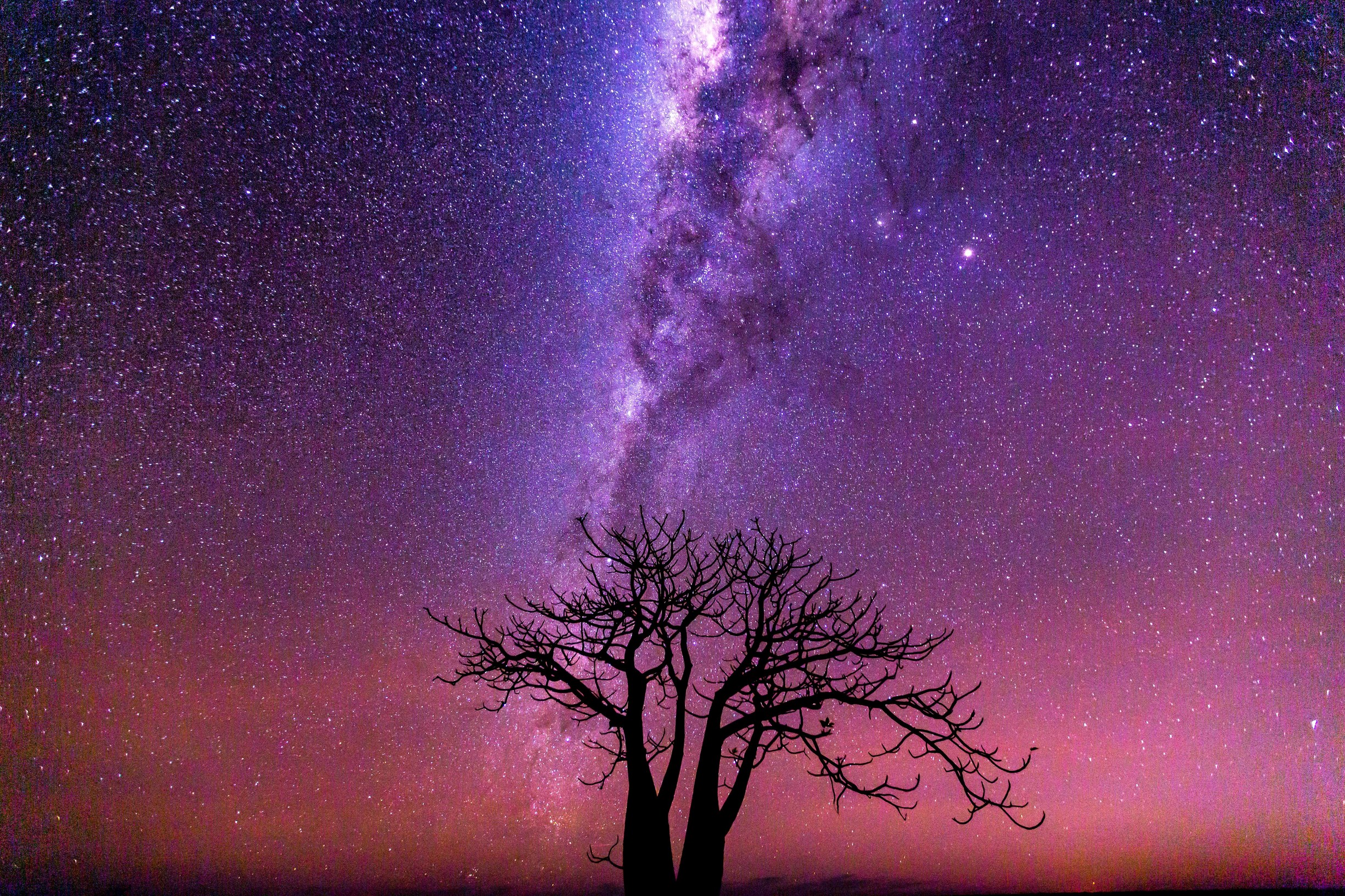A star-filled skyline showing the milky way behind the dark outline of a boab tree