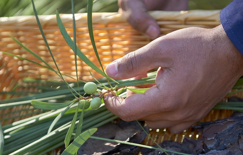 close up of man's hand holding trimmings from kakadu plum