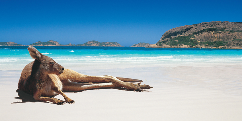 Kangaroo on the beach