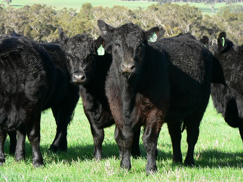 cattle with ear tags