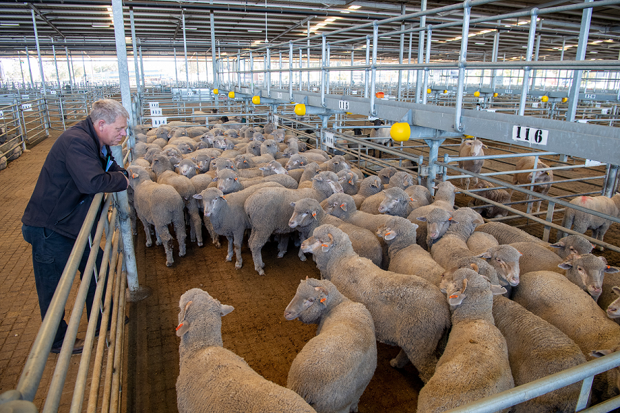 a farmer stands and watches over his sheep in a pen