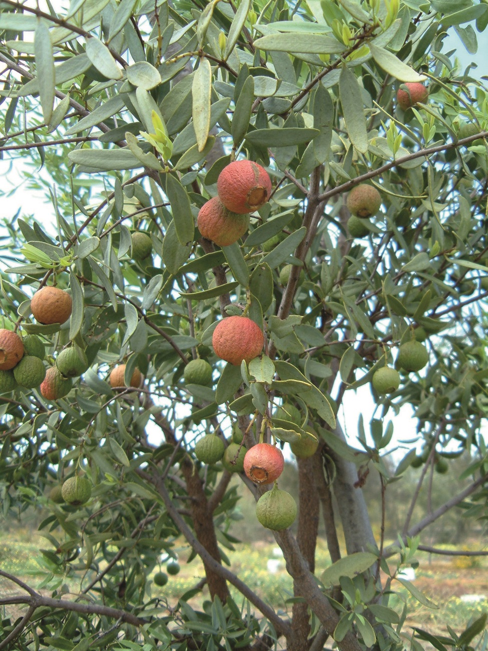 Sandalwood green tree nuts