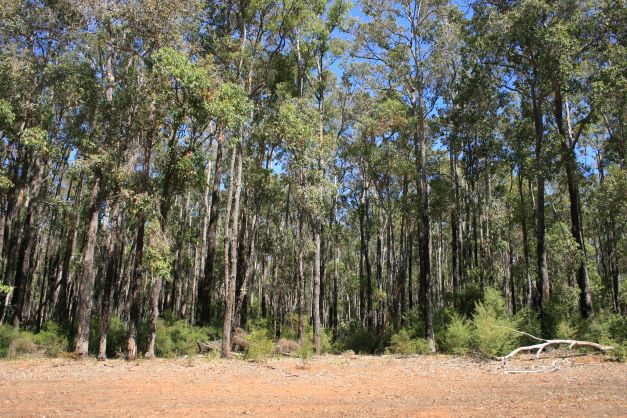 Jarrah regrowth Appadene Road
