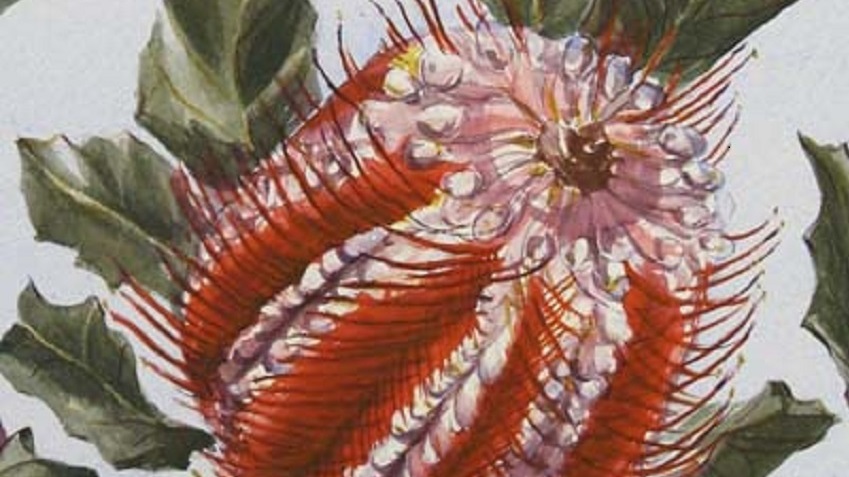 Margaret Medcalf Award 2022