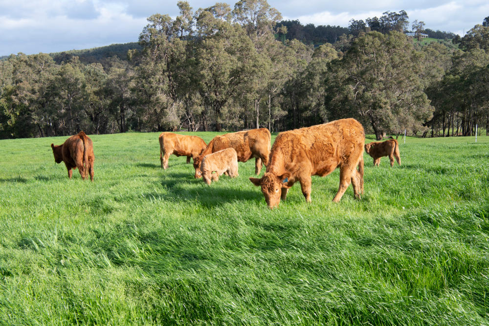 Limousin cattle on green pasture in Brunswick