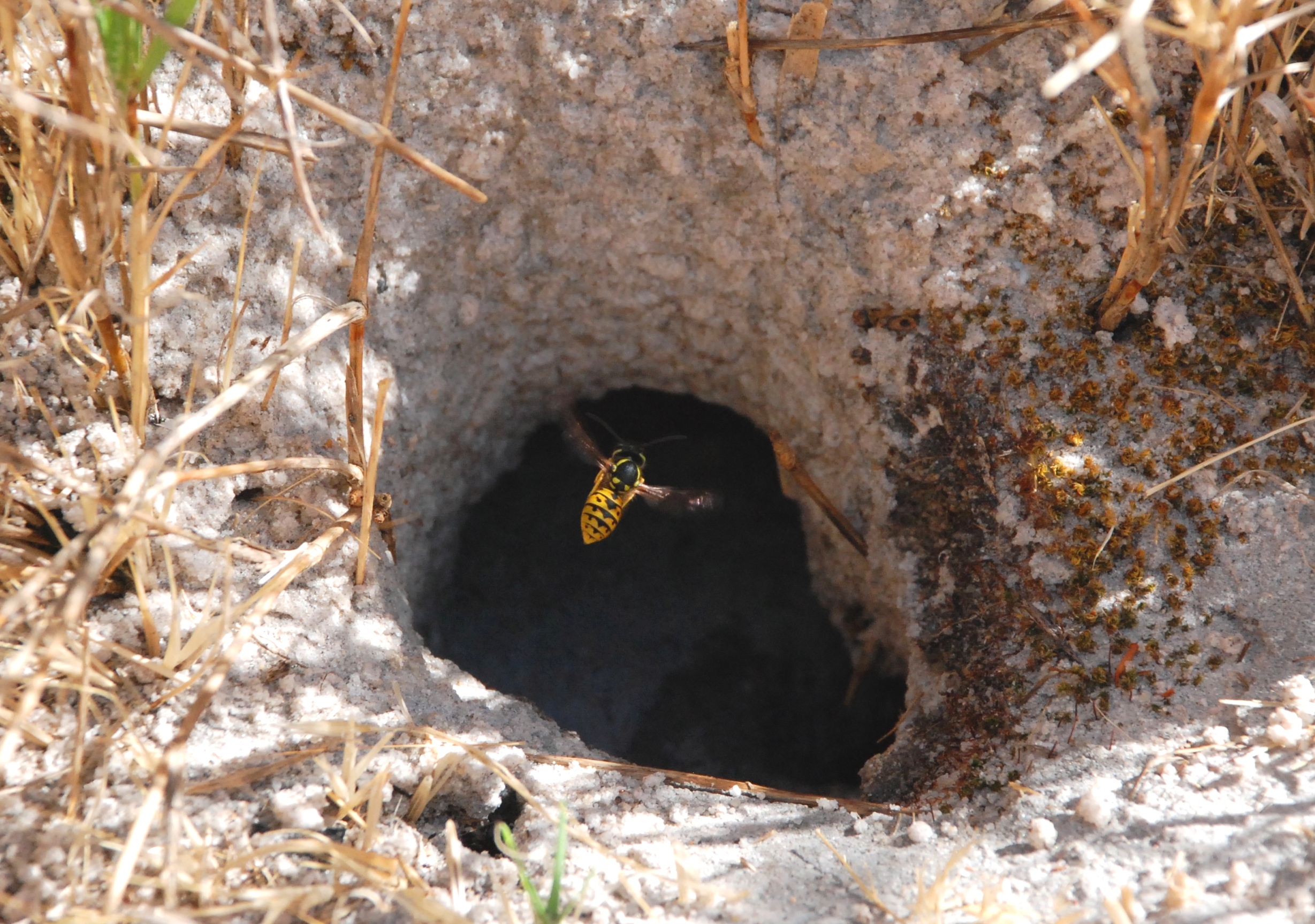 European wasp at nest entrance