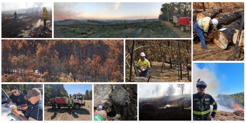 Collection of fire recovery activities in a pine plantation