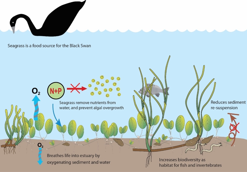 Infographic showing the importance of seagrass