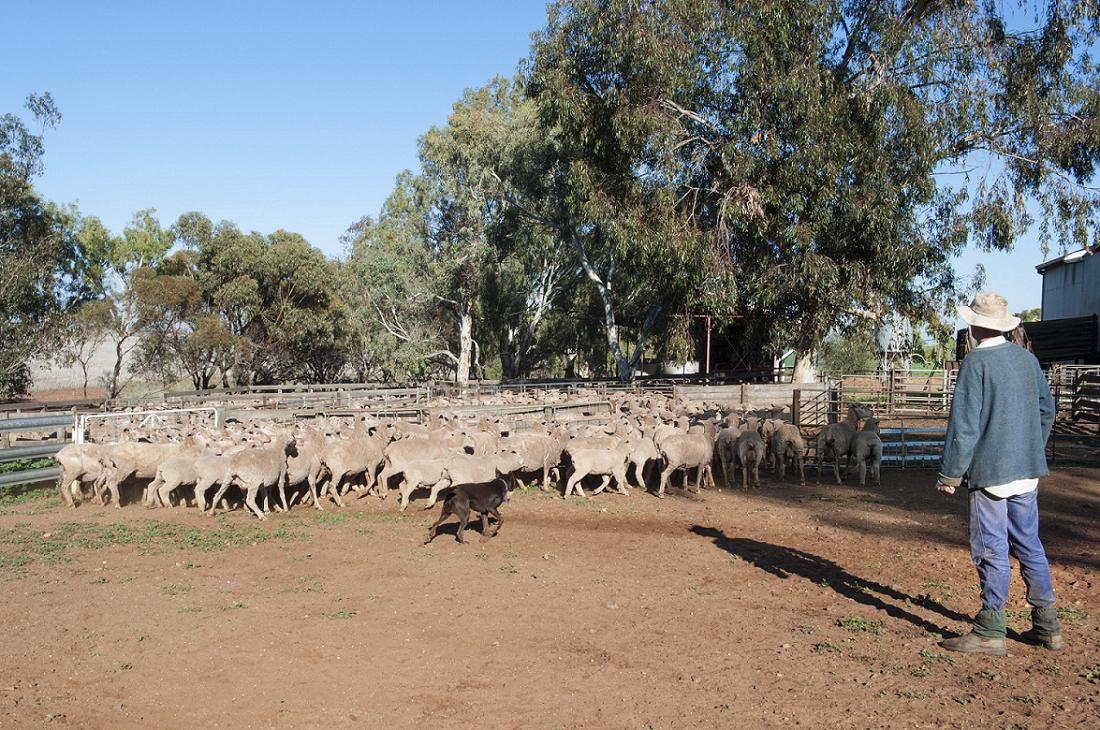 Sheep rounded by farmer and farm dog in paddock