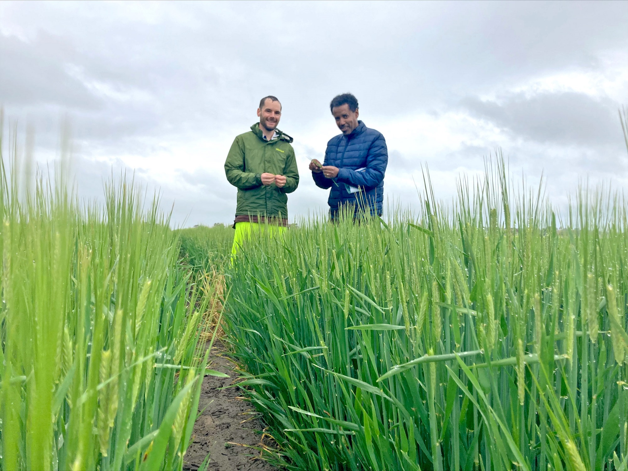 DPIRD research scientists Dr Brenton Leske and Dr Amanuel Bekuma in field. 