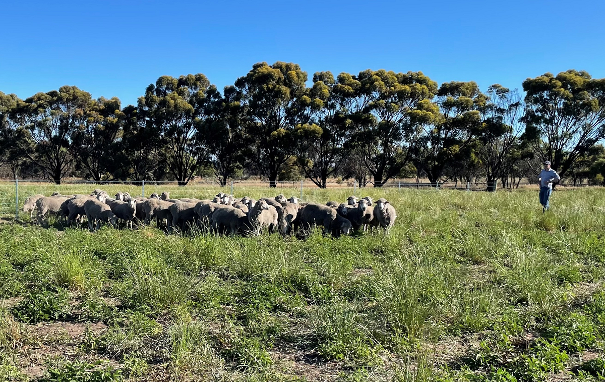 DPIRD research officer John Paul Collins looks over pasture