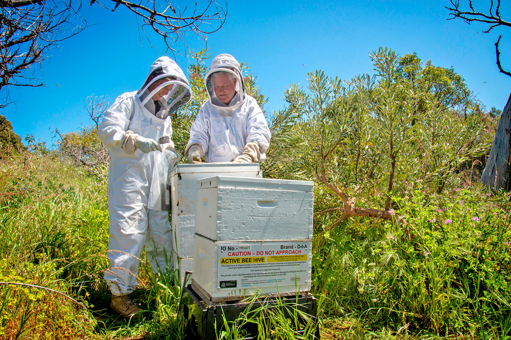 DPIRD biosecurity officers check beehive in bushland