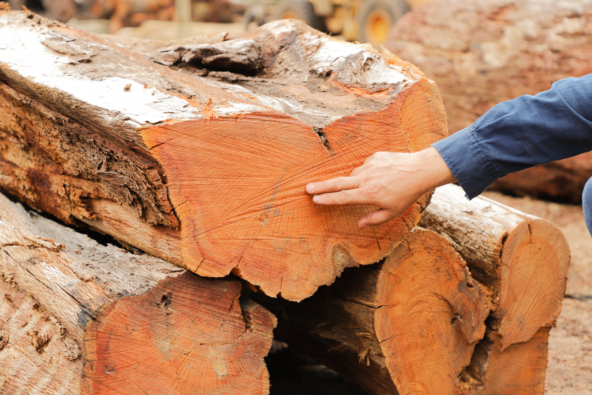 A mans hand point out the rings on a cut tree log.