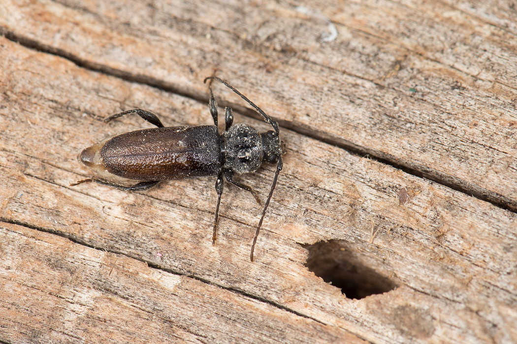 Close up of European house borer and small oval borer hole in wood