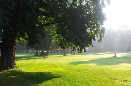tall tree in a big green open space