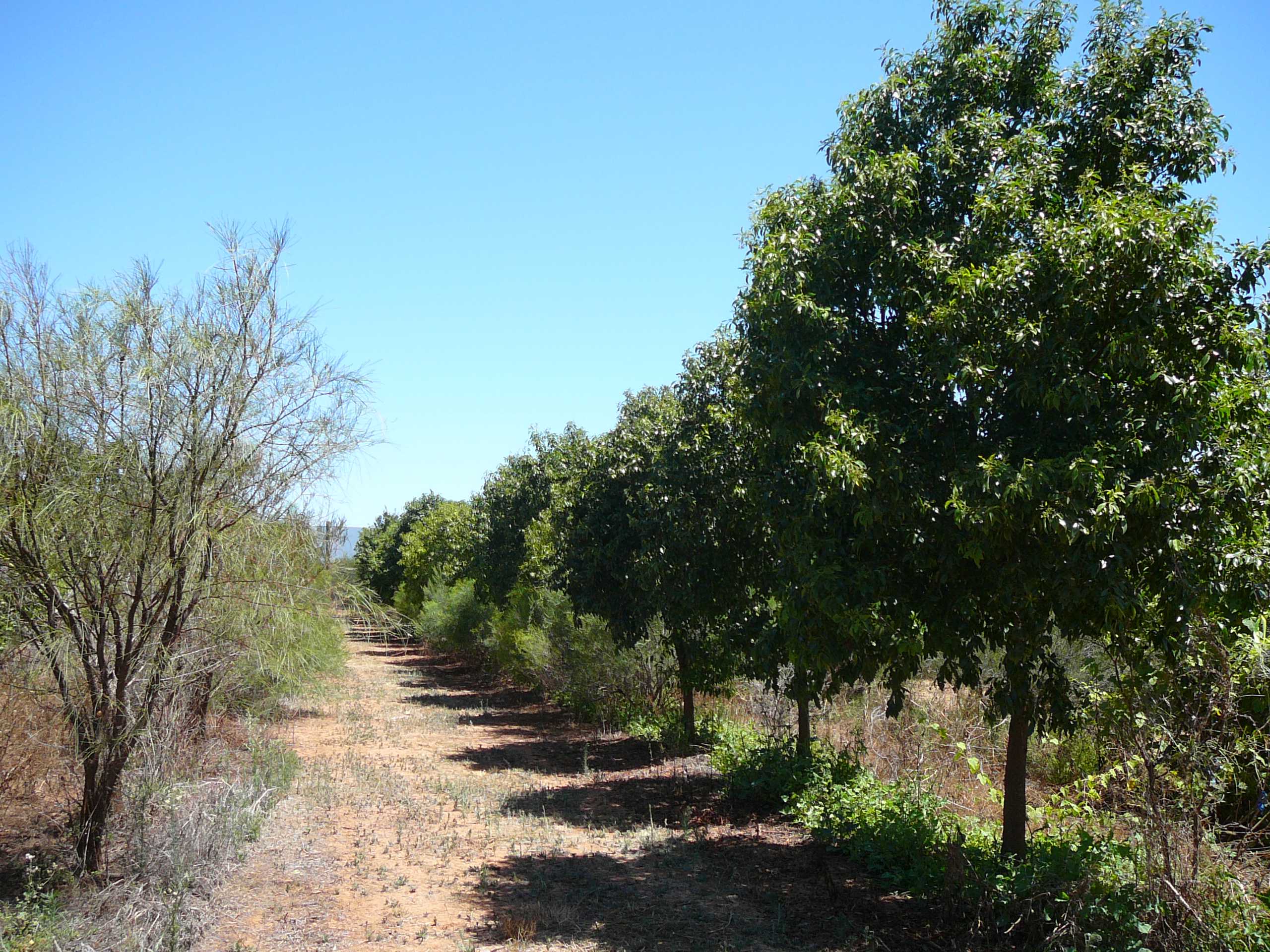 Tropical Sandalwood Trials Plantation in Carvarvon
