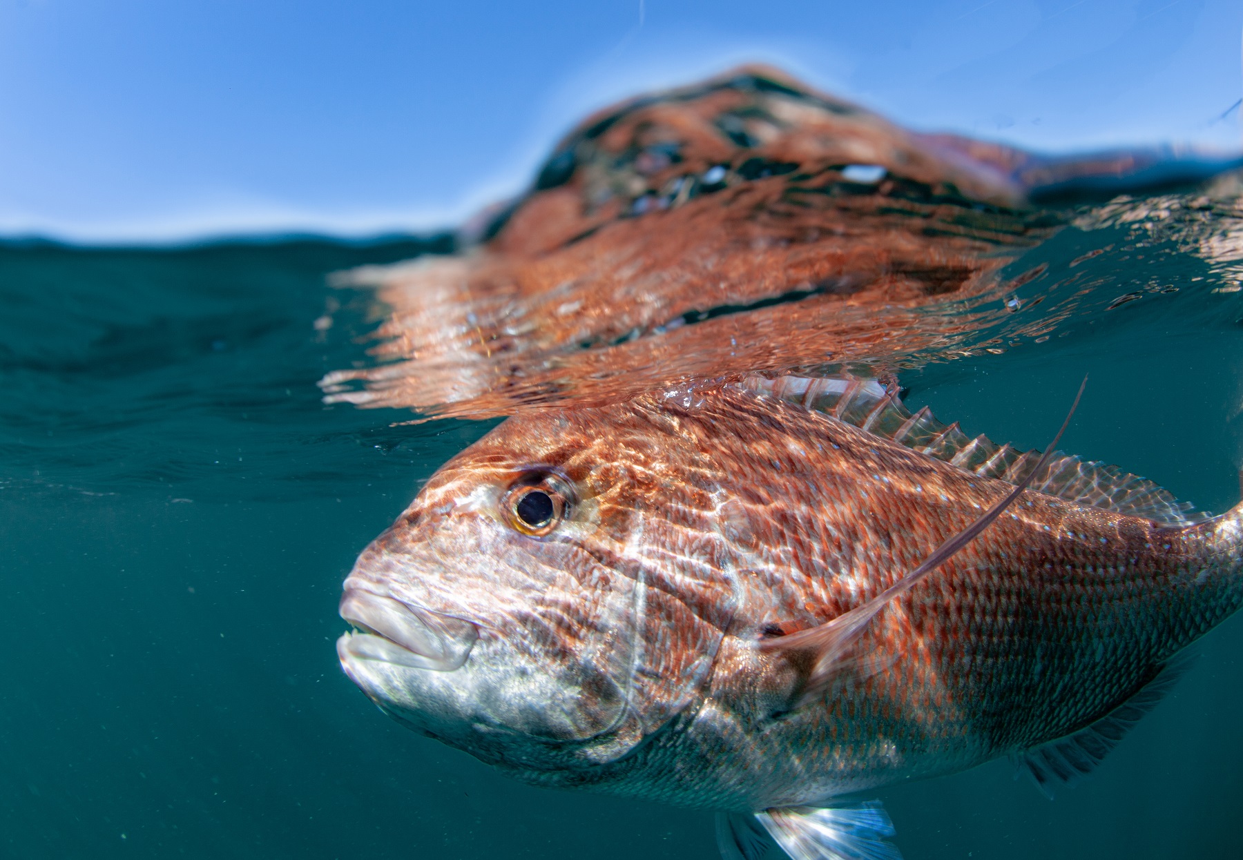 Pink snapper at sea waters surface
