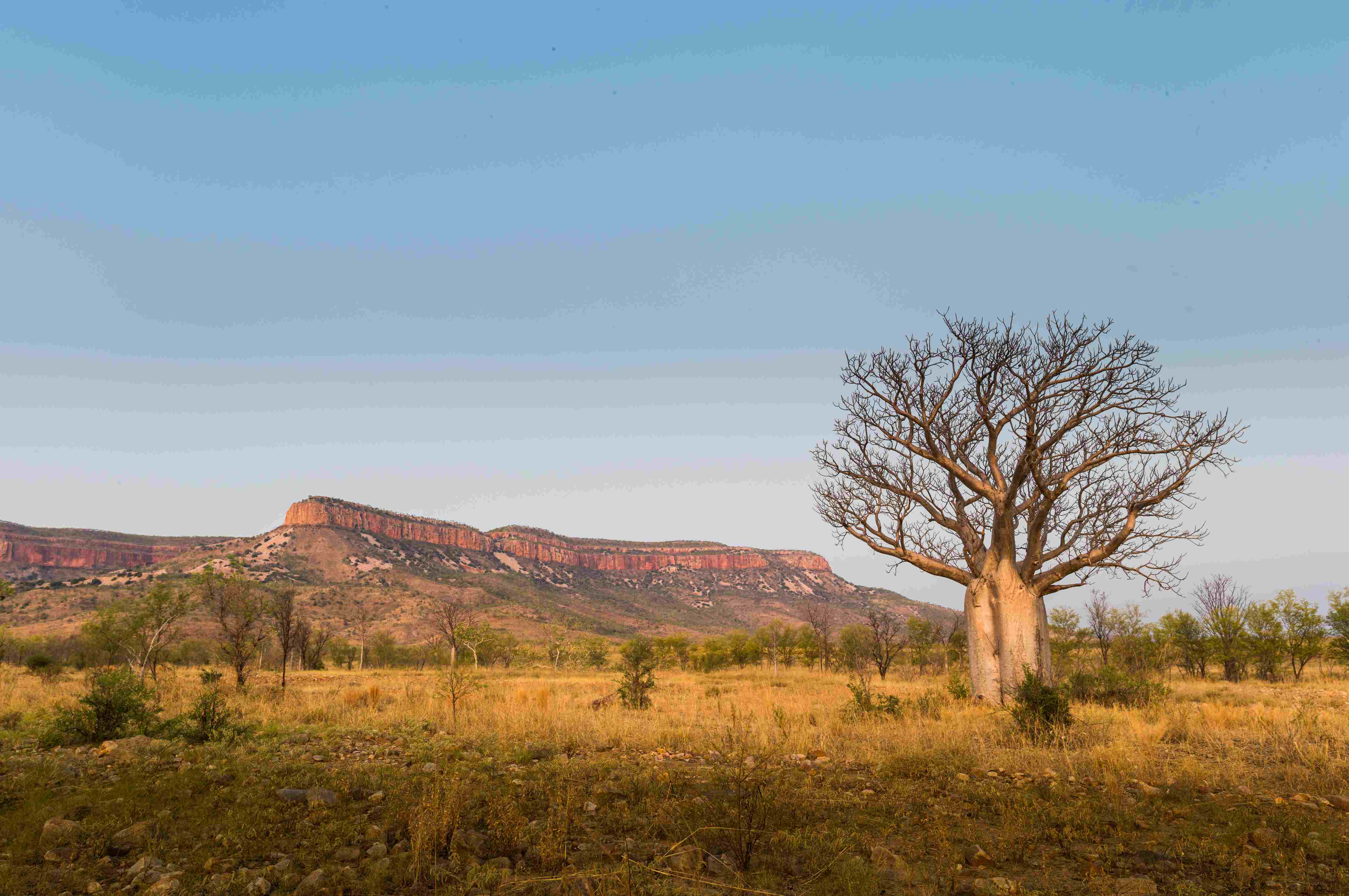 boabs and cockburn ranges 