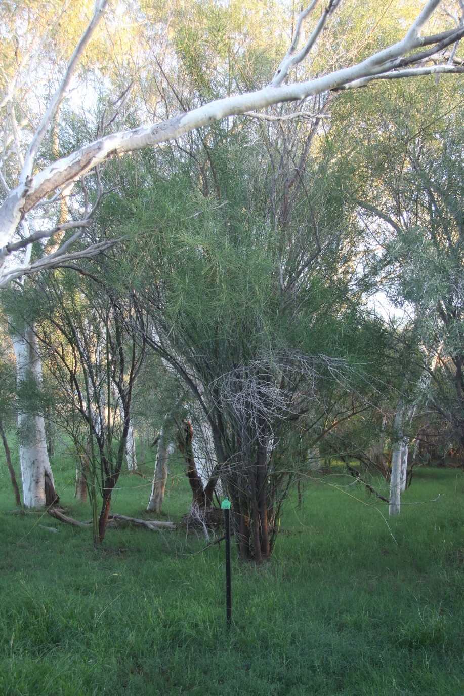Parkinsonia reference site at Hillside Station