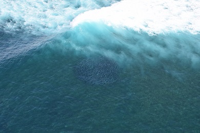 Aerial of salmon in surf waters