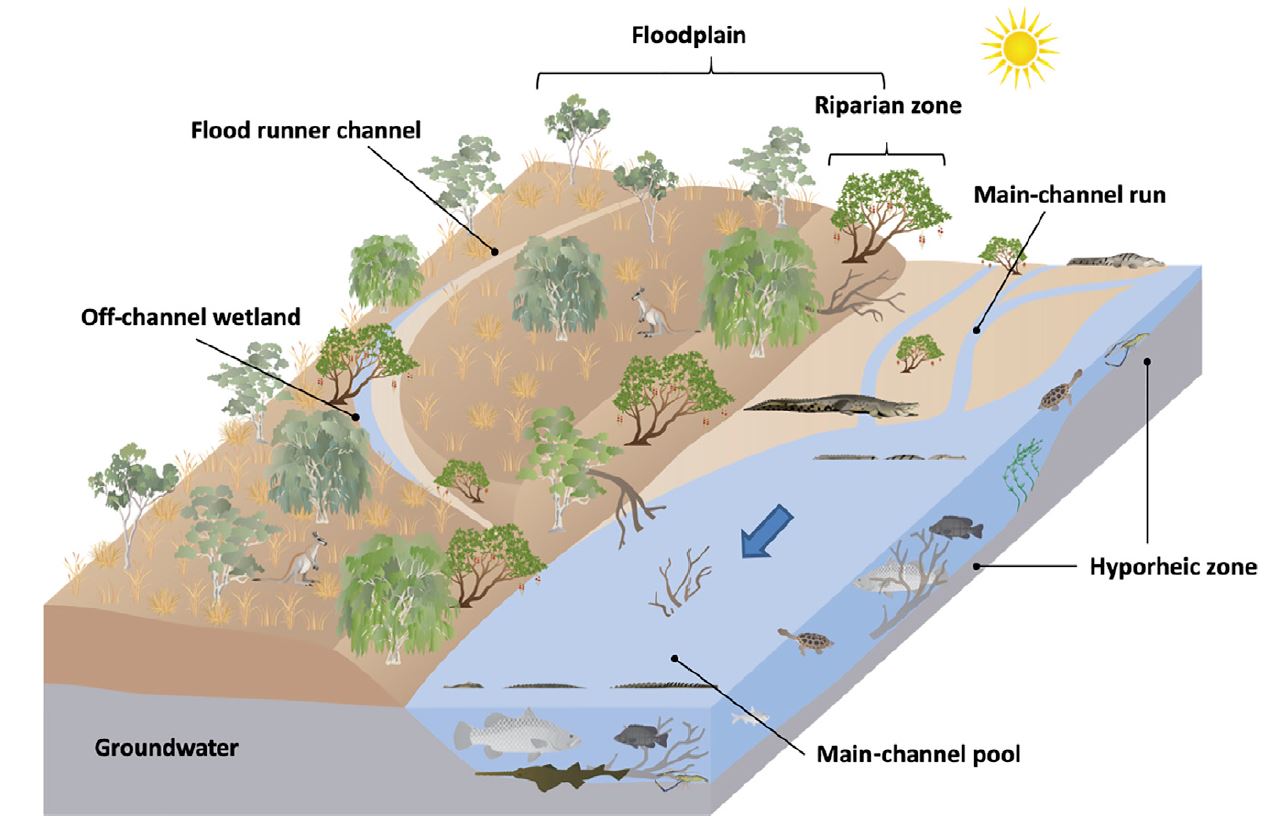 Diagram showing water-dependent habitats in the Fitzroy water planning area