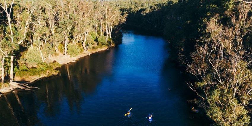 two people rowing on a lake between the bush