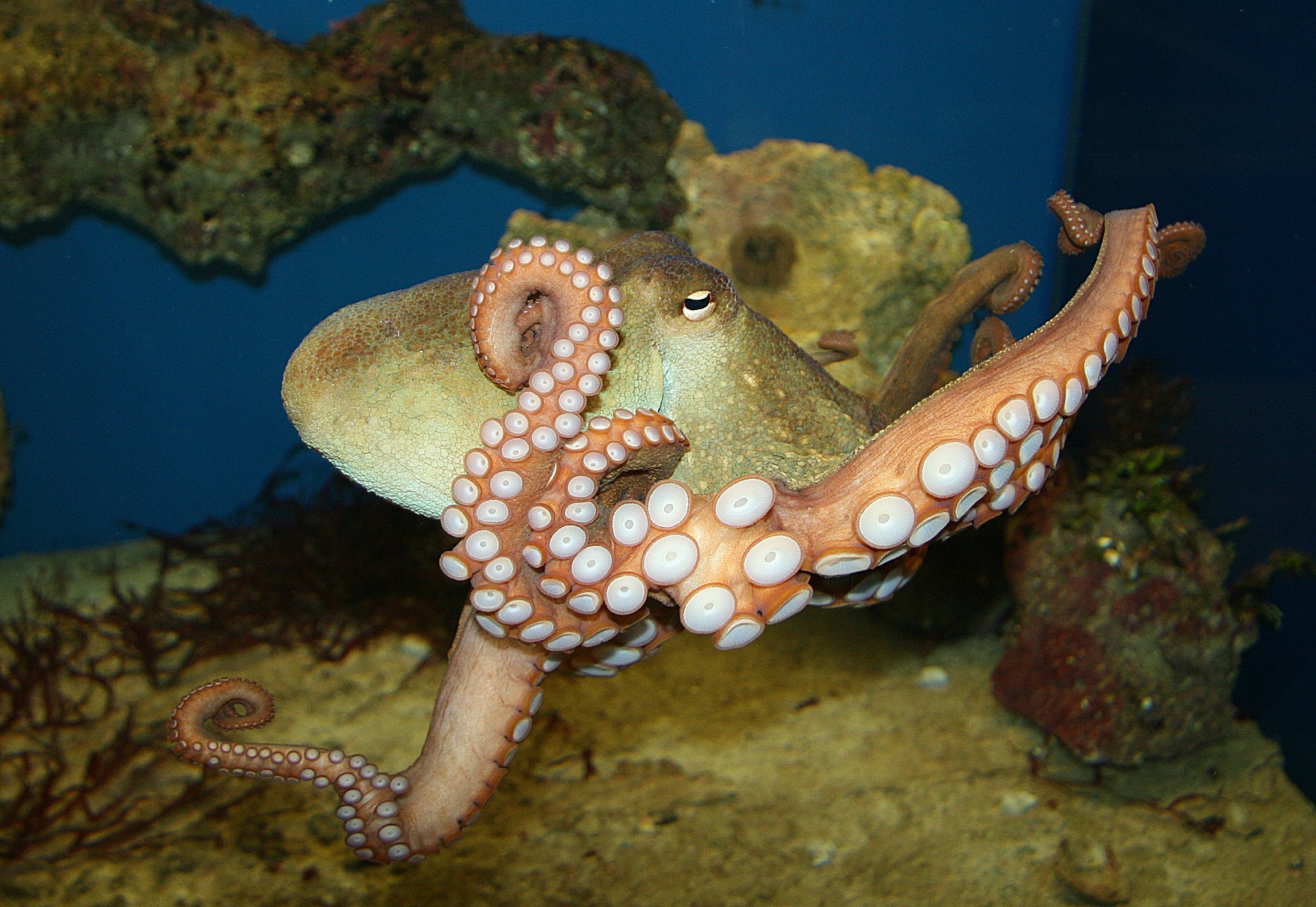 Octopus