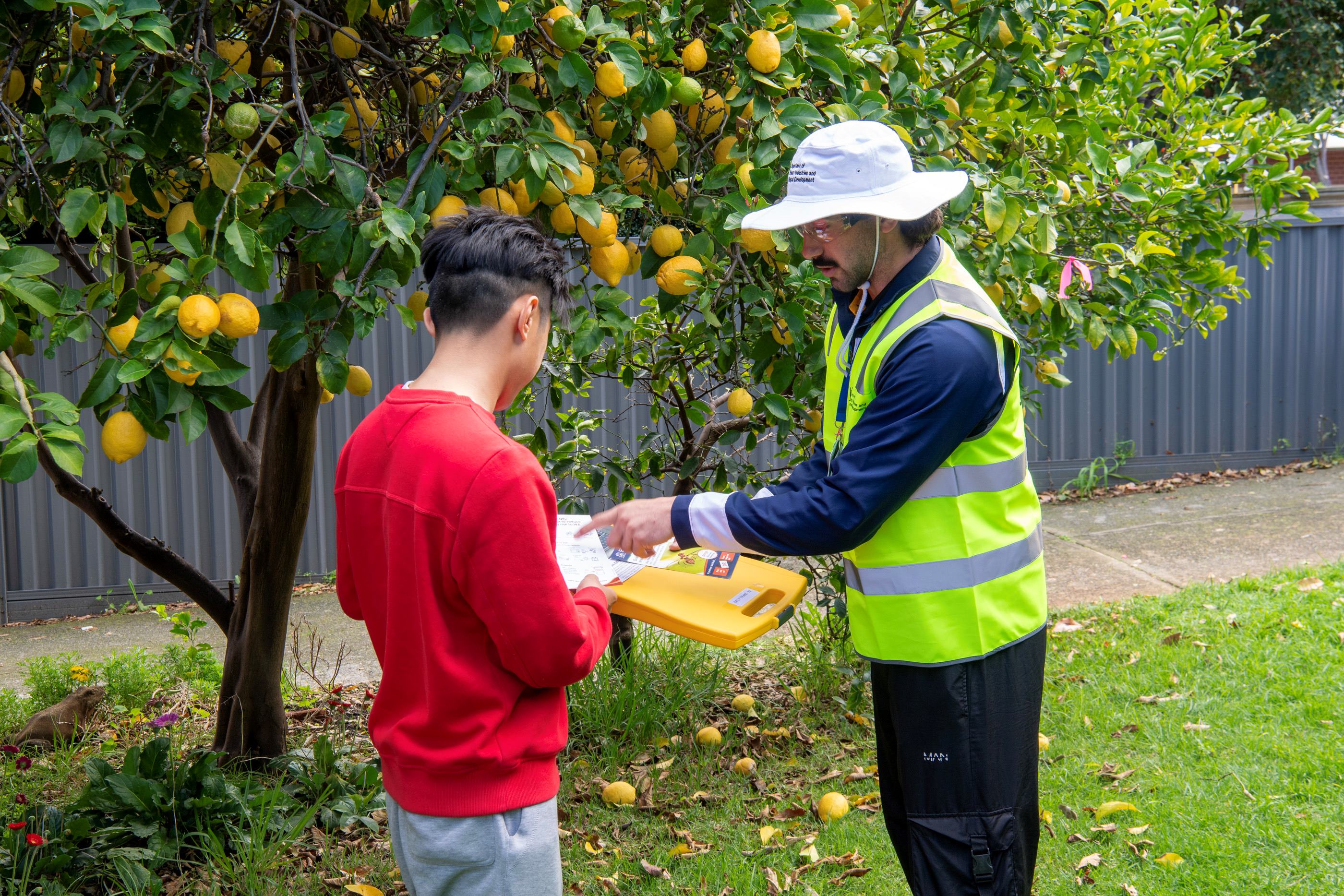 Two men in front of a lemon tree.