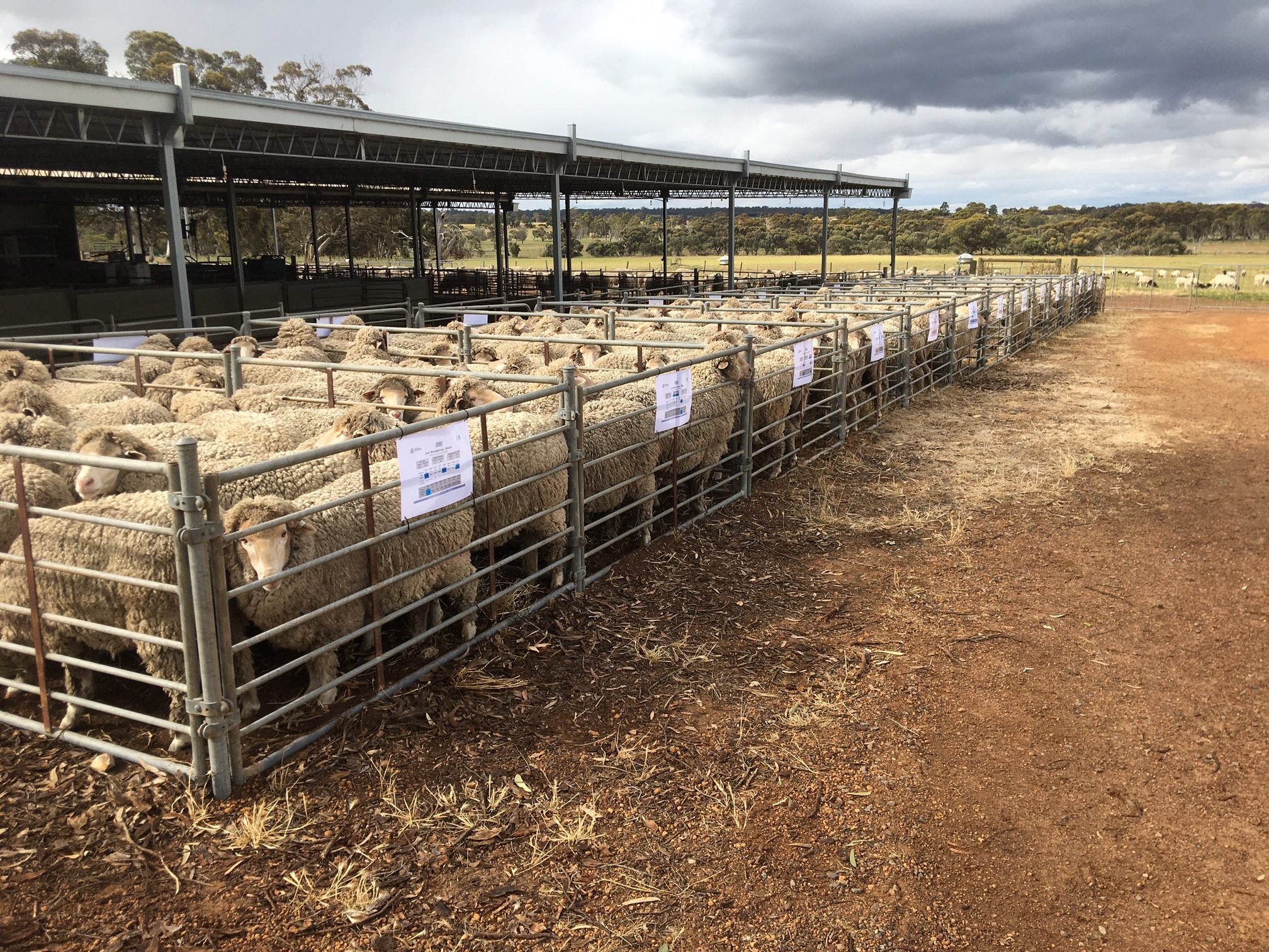 Yardstick Field day sheep in pens