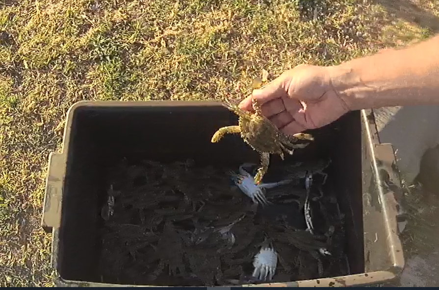 Fisheries officer inspecting blue swimmer crab