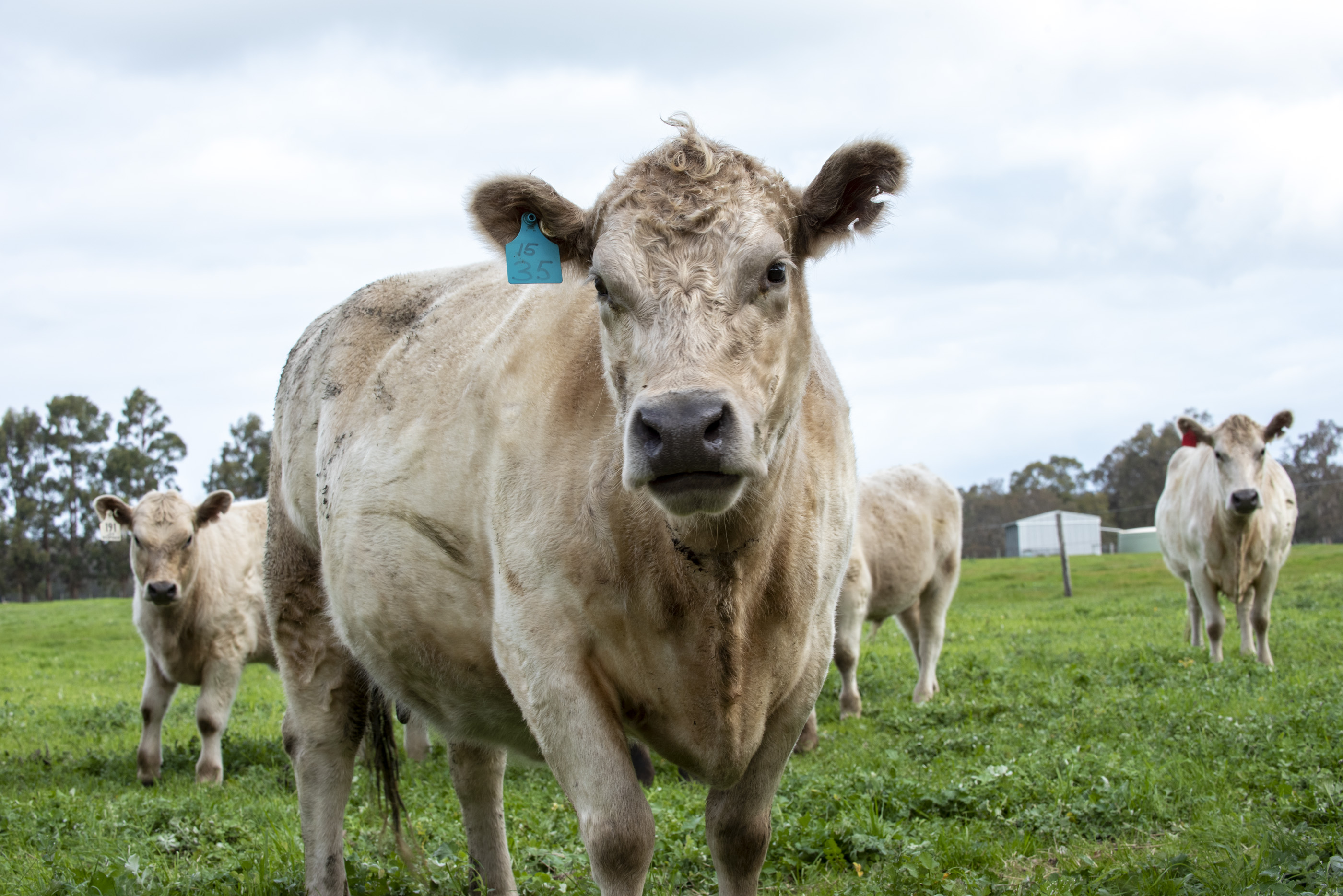 Grants are available for biosecurity related research and development projects to benefit the WA cattle industry as a whole, from the Cattle Industry Funding Scheme. 