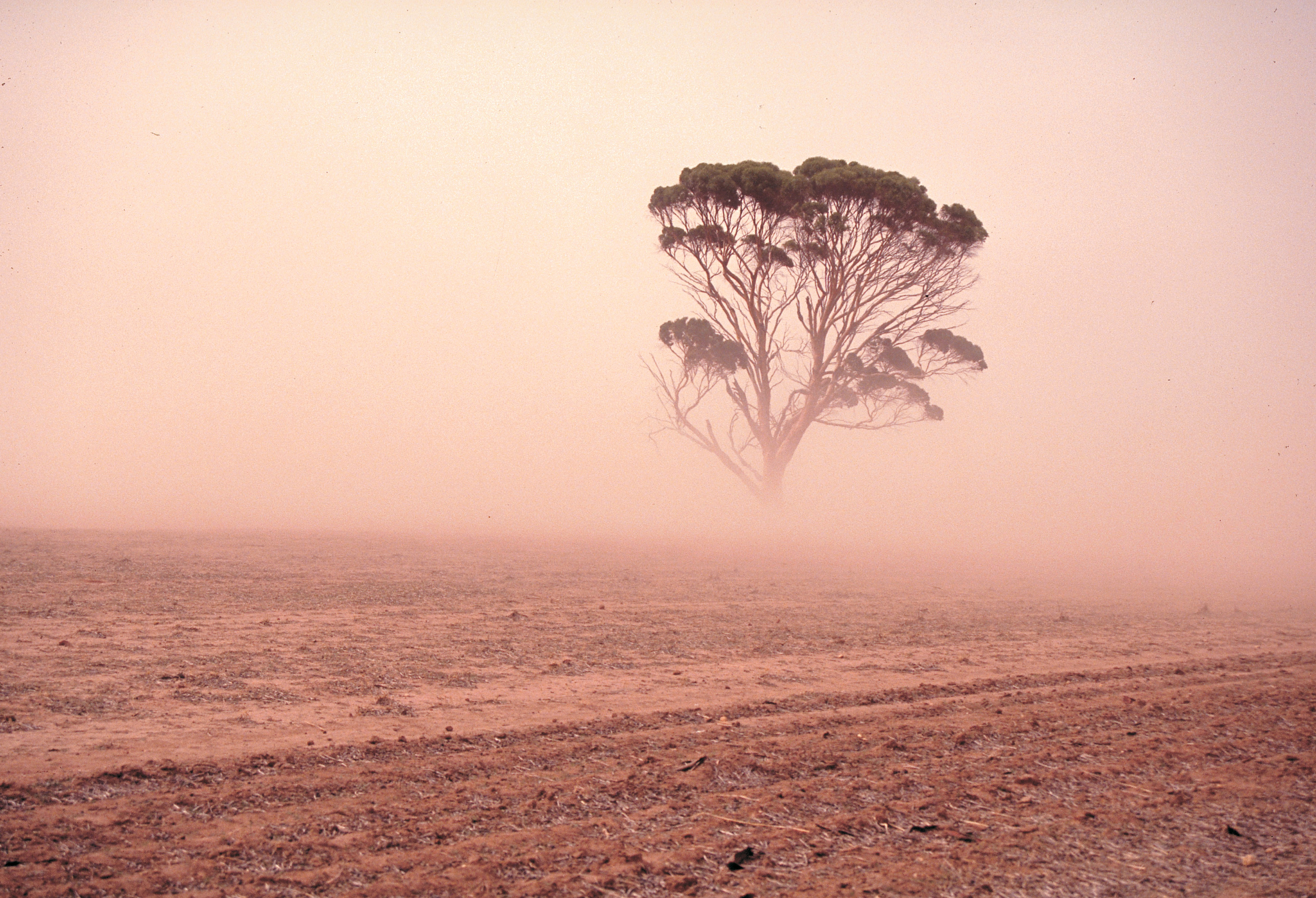 Dusty paddock with tree.