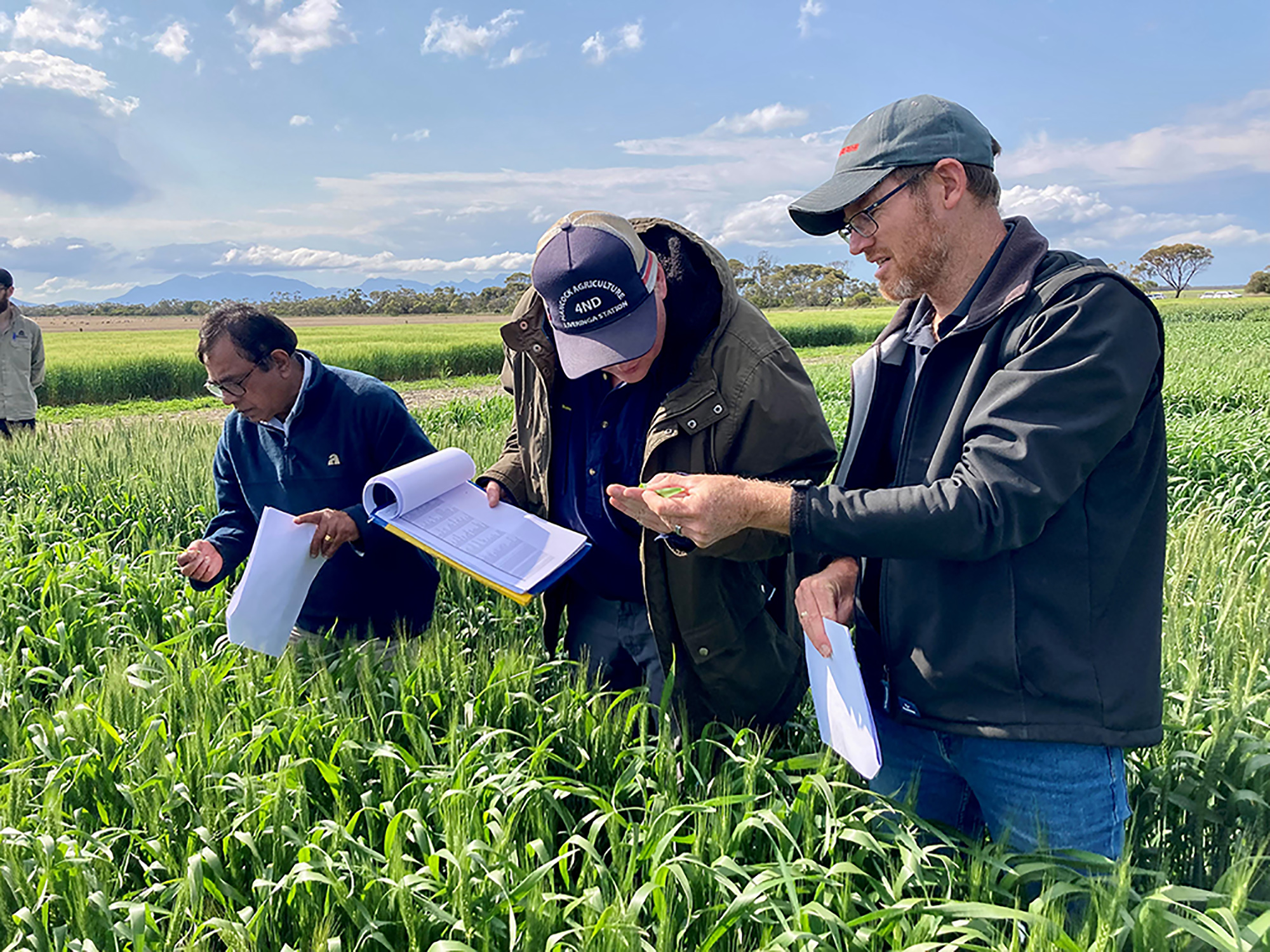 2024 WA crop sowing guide