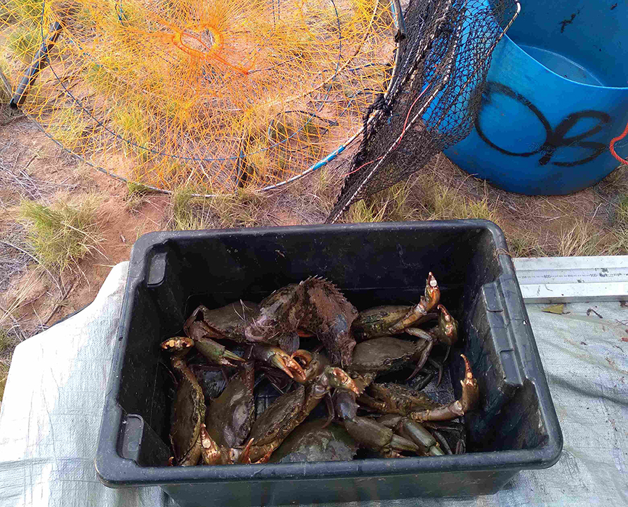 Illegally caught green mud crabs