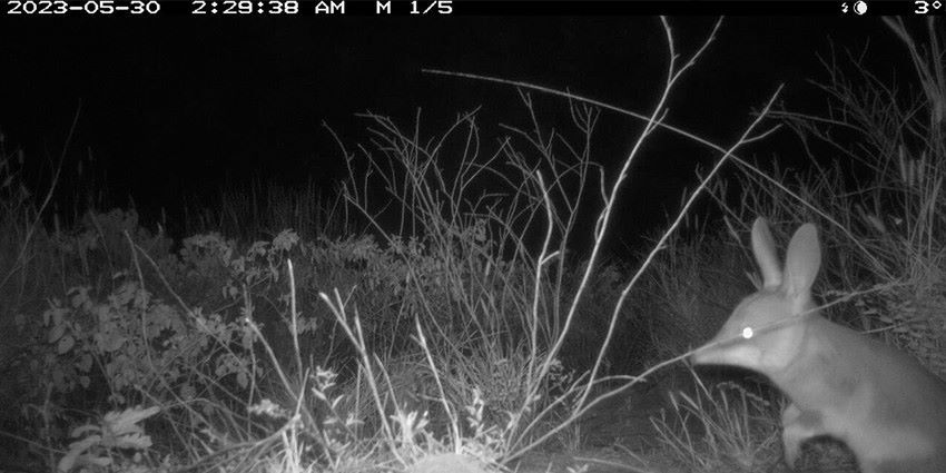 A night-vision image of a bilby, taken by a monitoring camera.