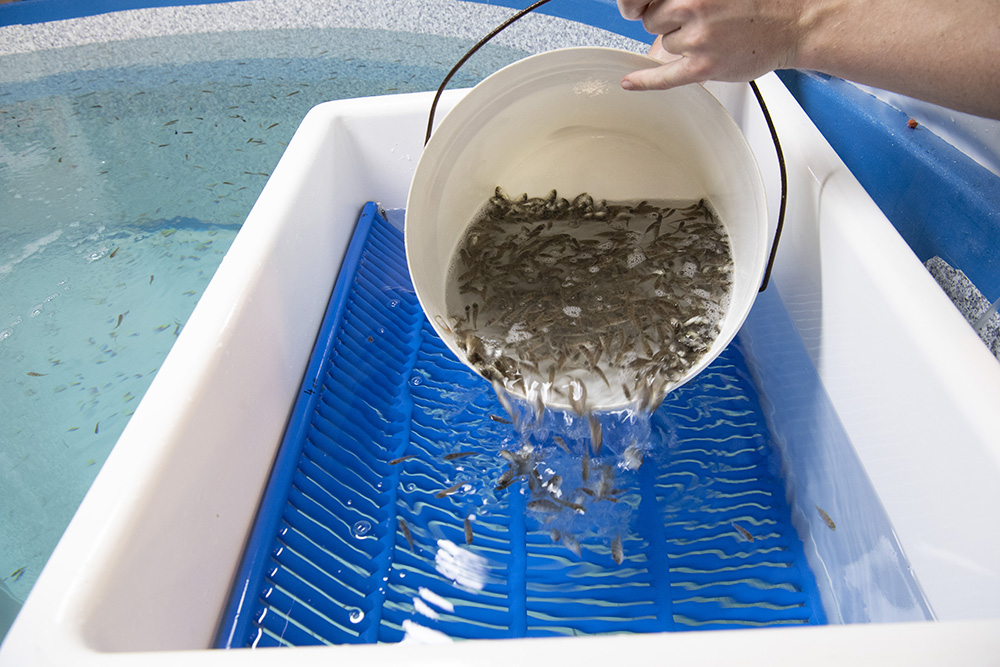 Pink snapper fingerlings