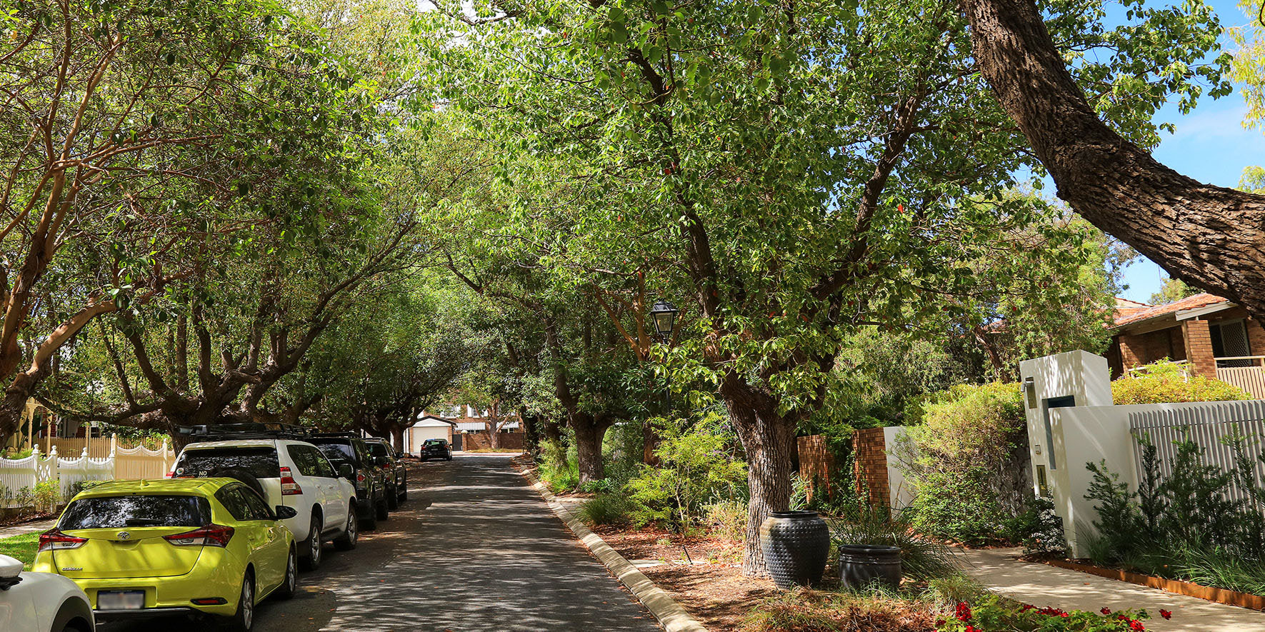 Streetscape with trees along both sides of the road