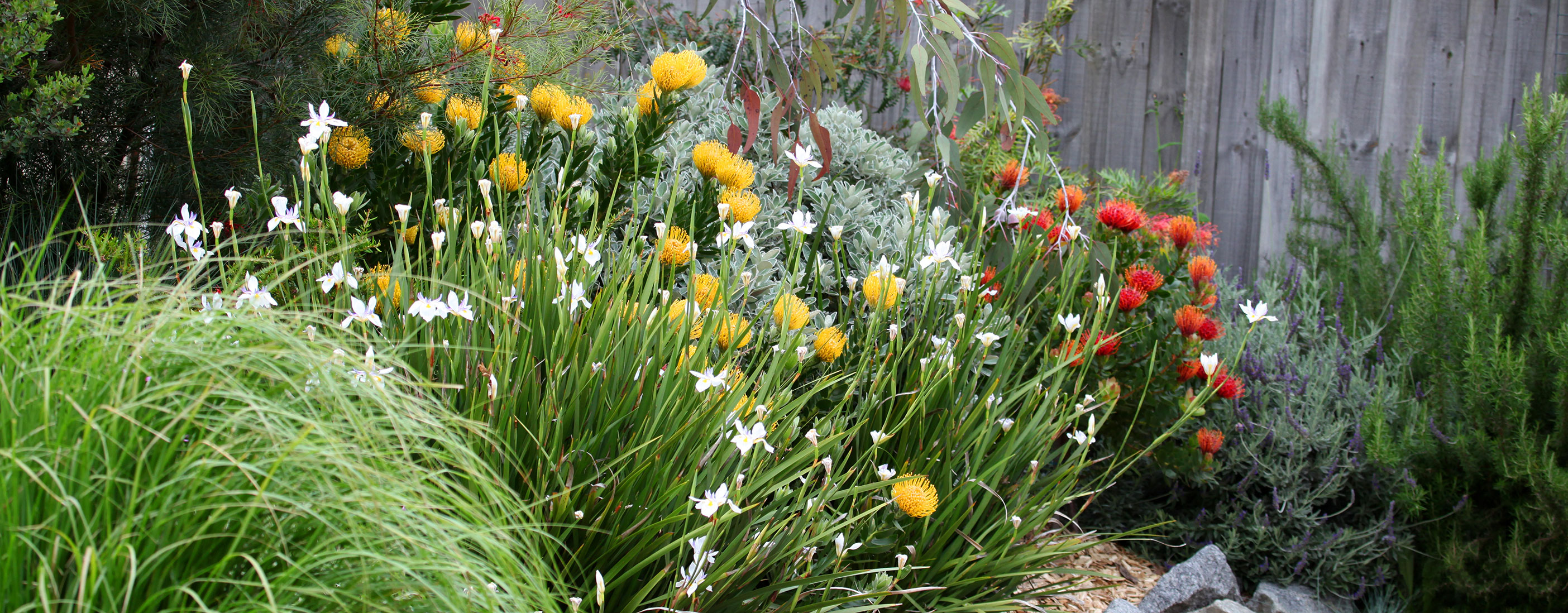 Photograph of Australian native garden
