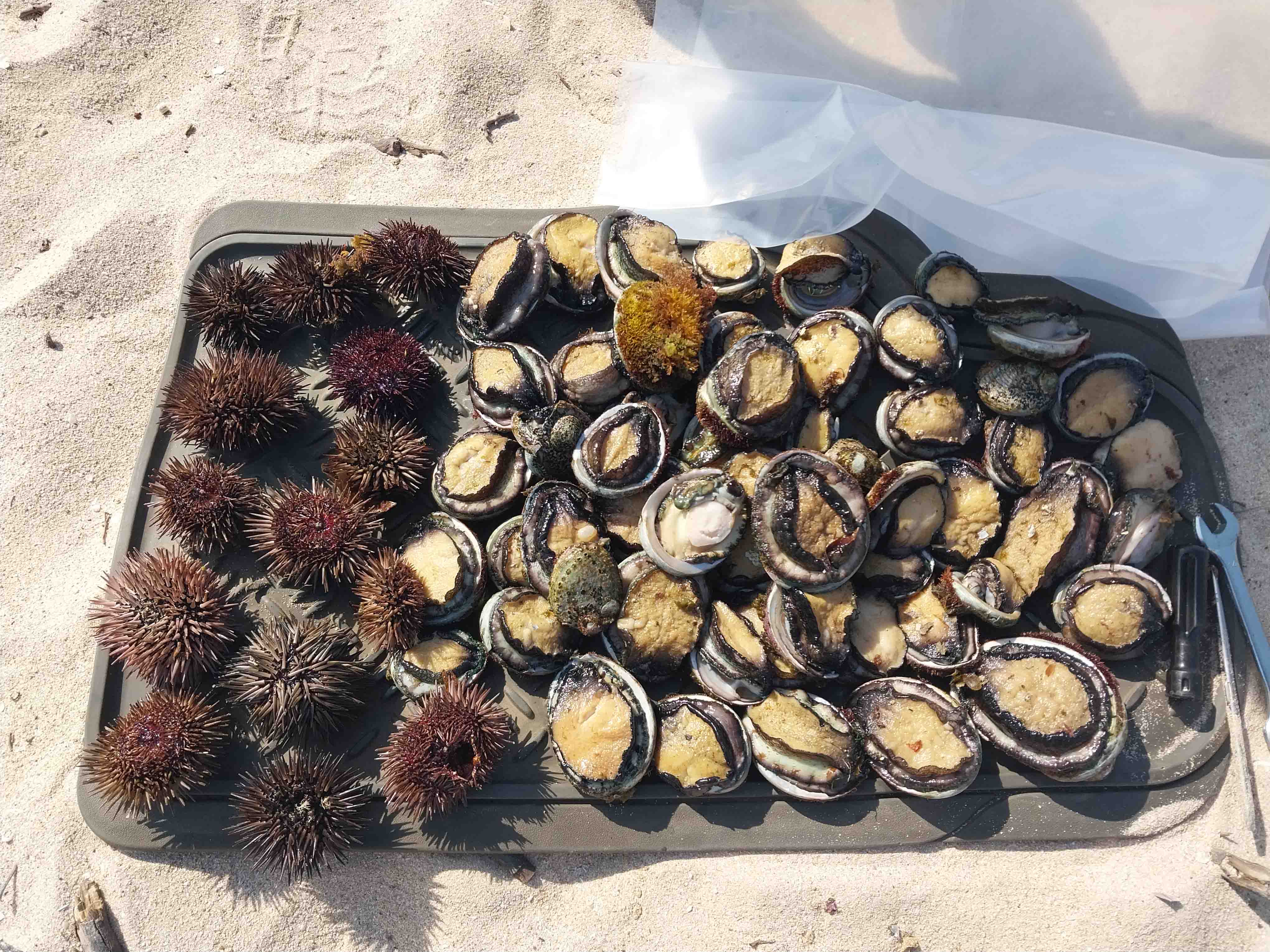 Illegally fished sea urchins and abalone at Cape Burney