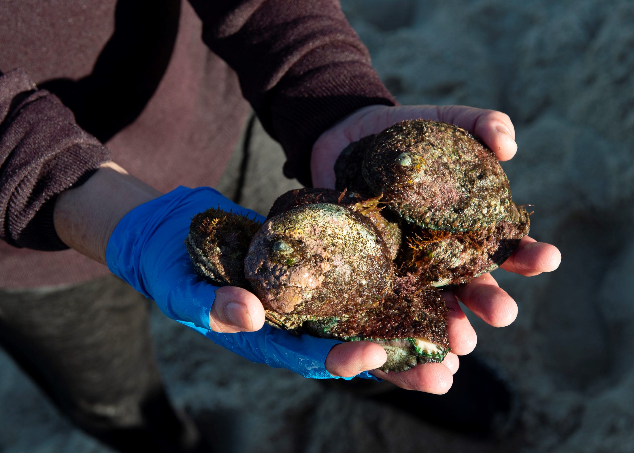 Fisher holding species known as Roe's abalone