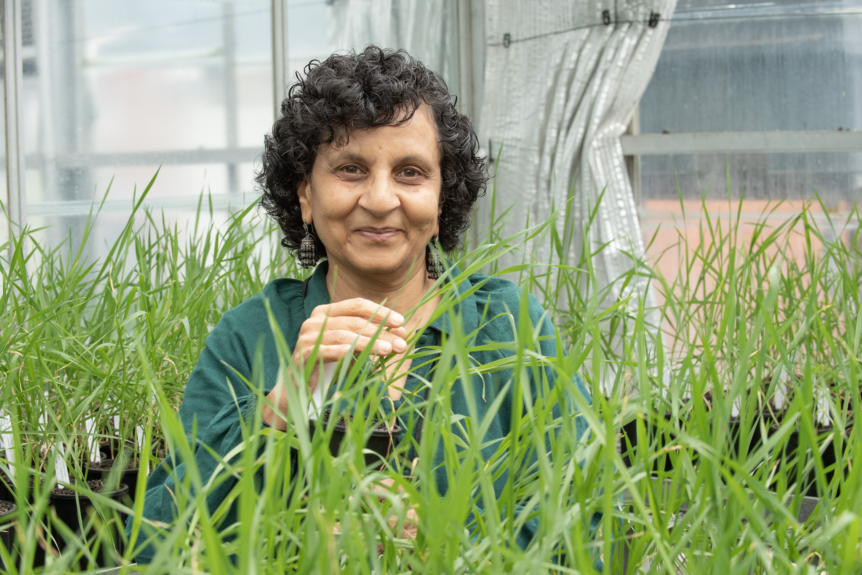 A woman amongst pots of green leaves.
